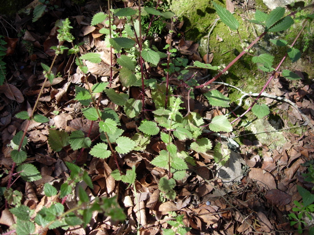 Urtica chamaedryoides